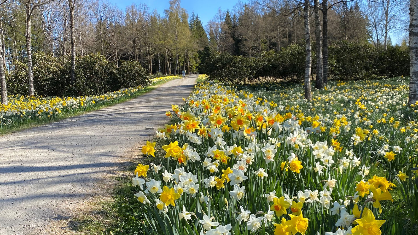 Fagerås påskliljor